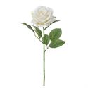 Rose cremehvid 60 cm